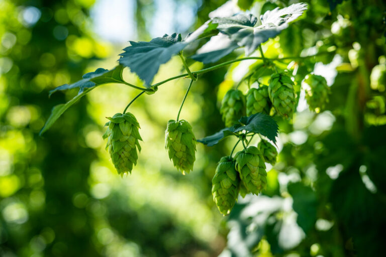 Image of hops growing on a vine